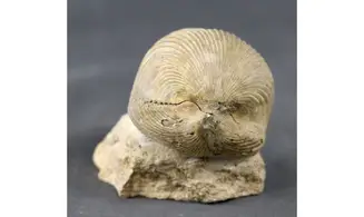 Kallirhynchia cf. yaxleyensis