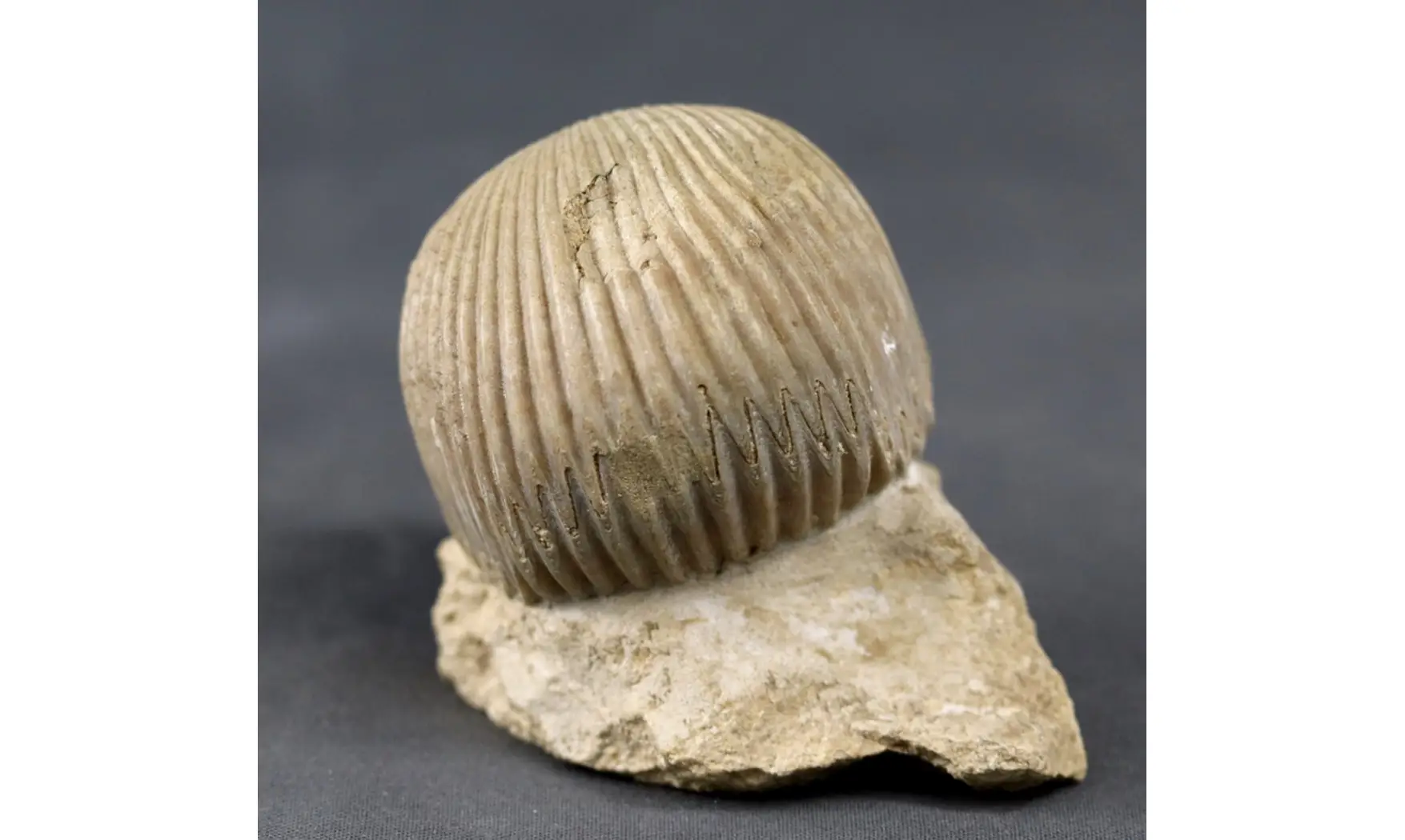 Kallirhynchia cf. yaxleyensis