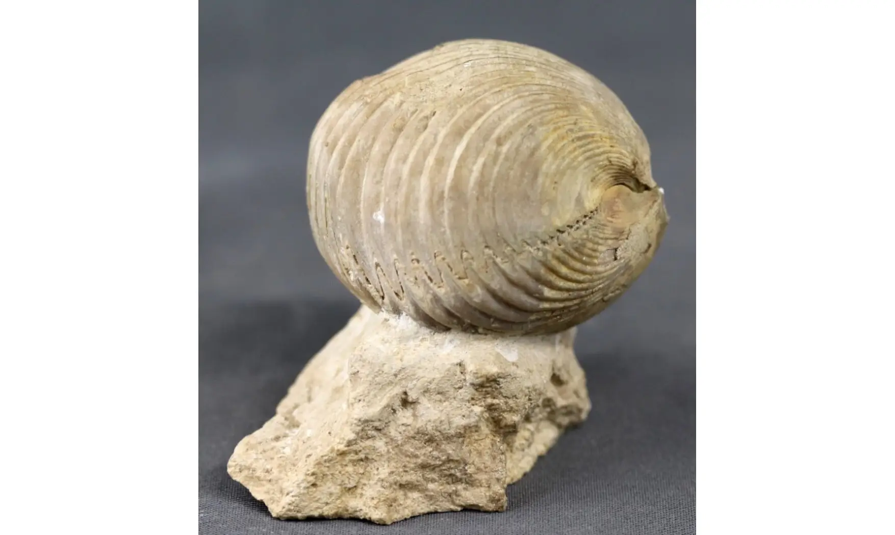 Kallirhynchia cf. yaxleyensis