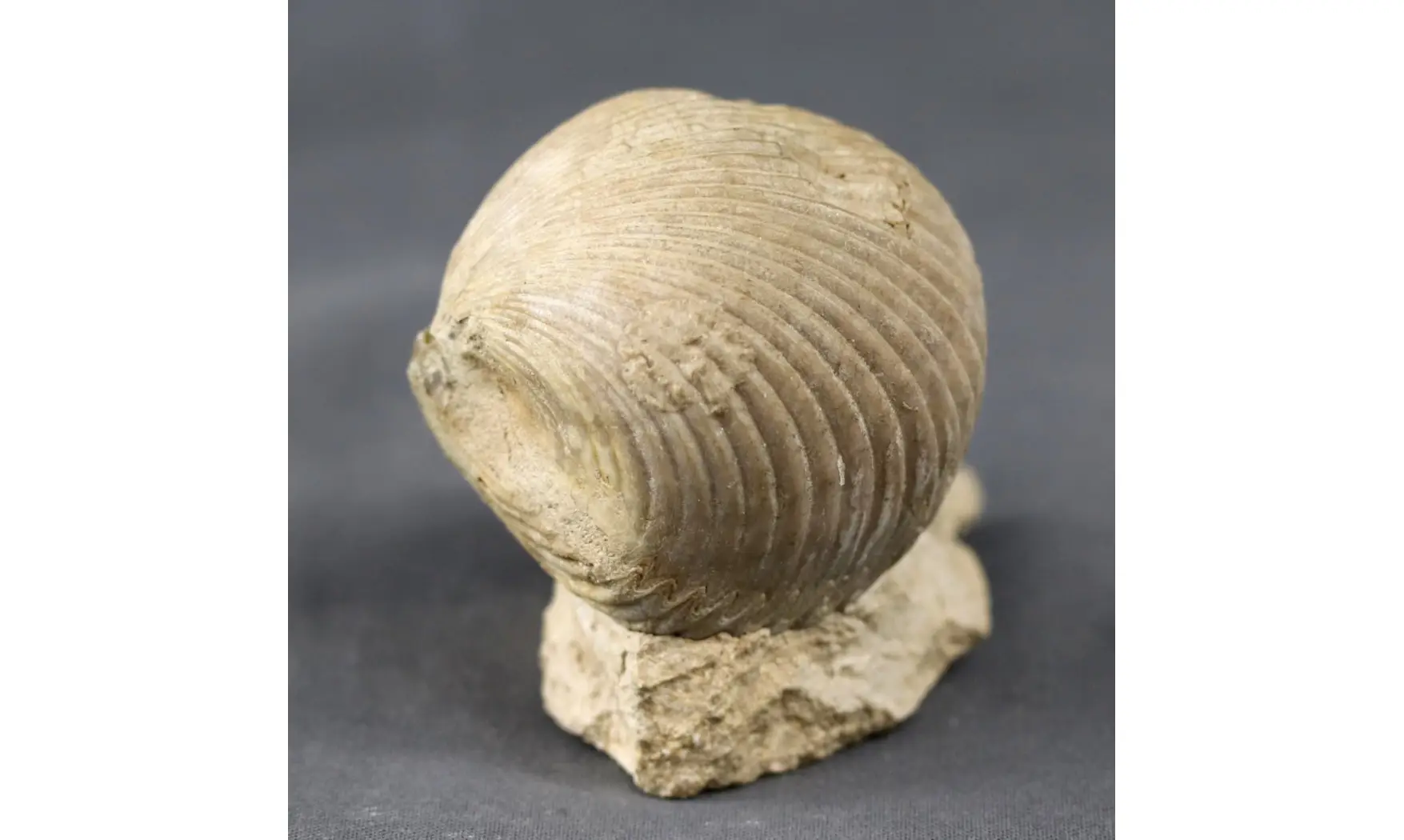 Kallirhynchia cf. yaxleyensis