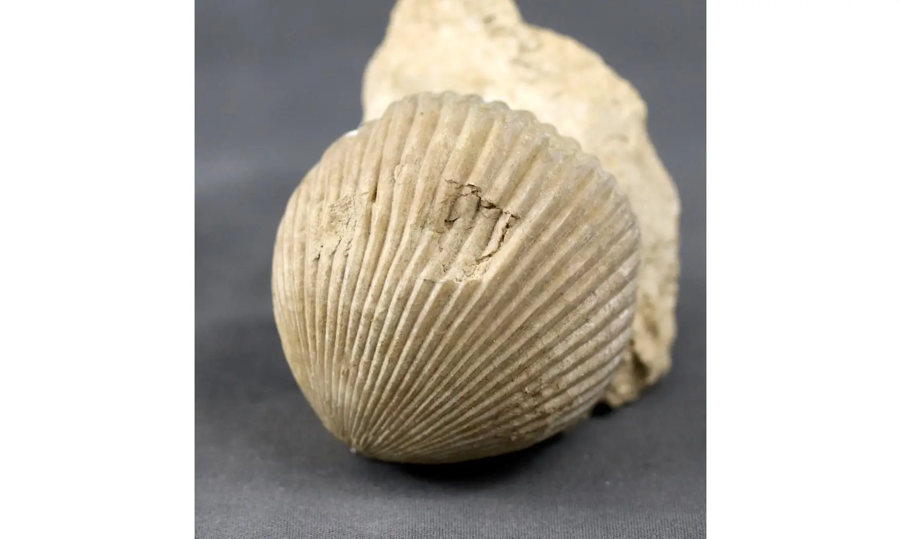 Kallirhynchia cf. yaxleyensis