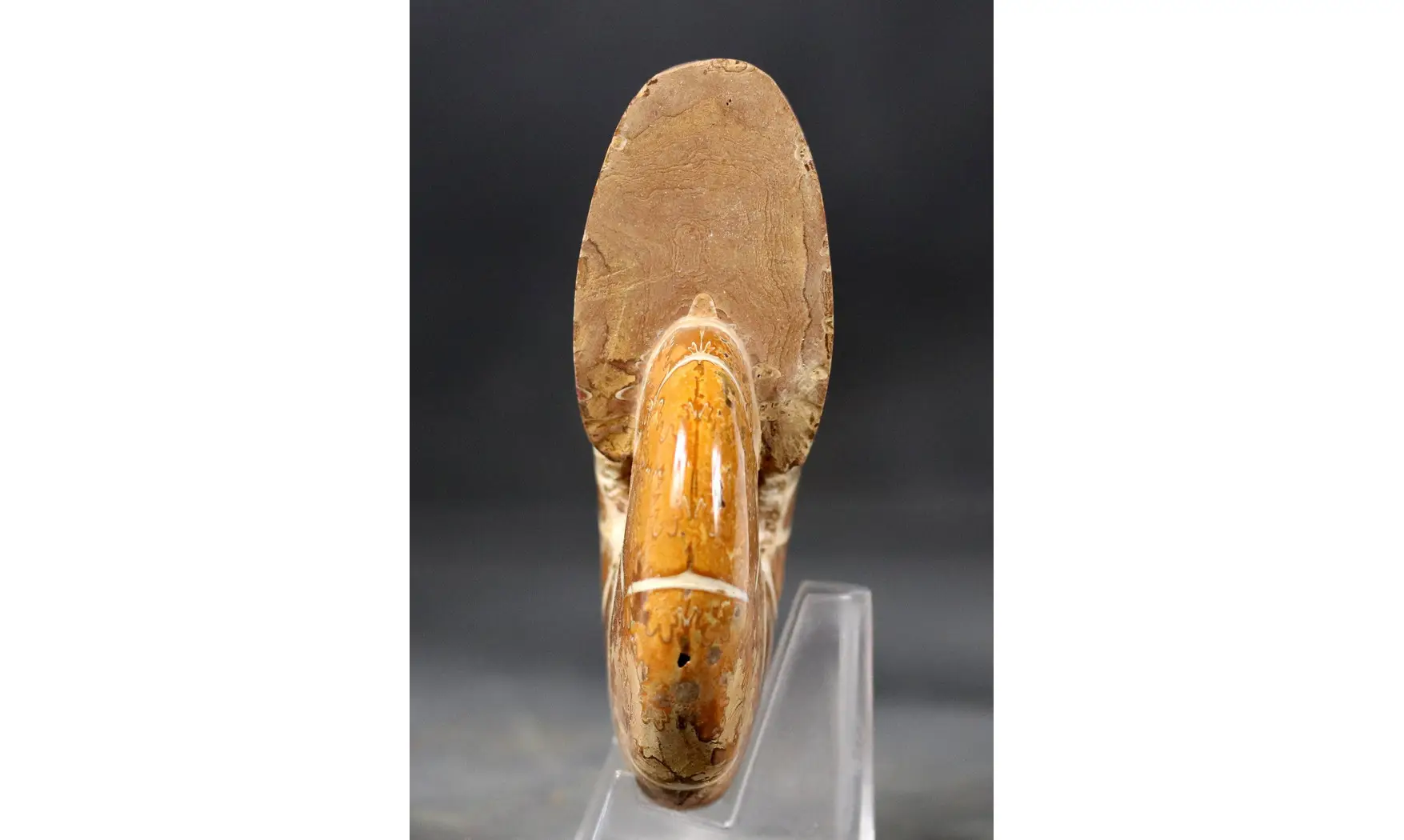 Holcophylloceras polyolcum