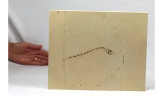 Anguillavus quadripinnis