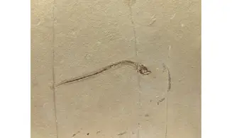 Anguillavus quadripinnis