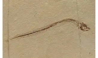 Anguillavus quadripinnis