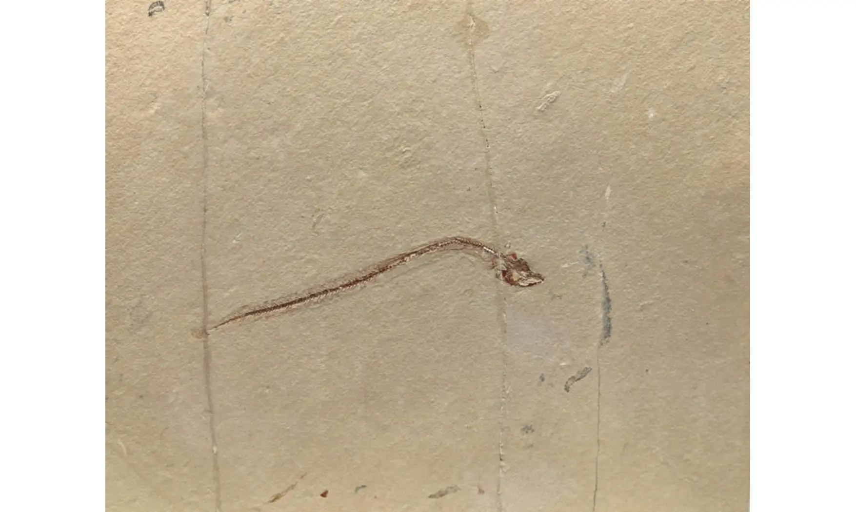Anguillavus quadripinnis