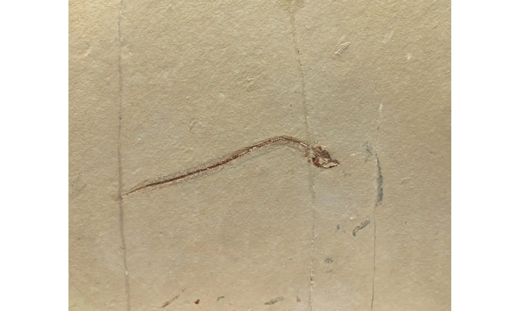 Anguillavus quadripinnis