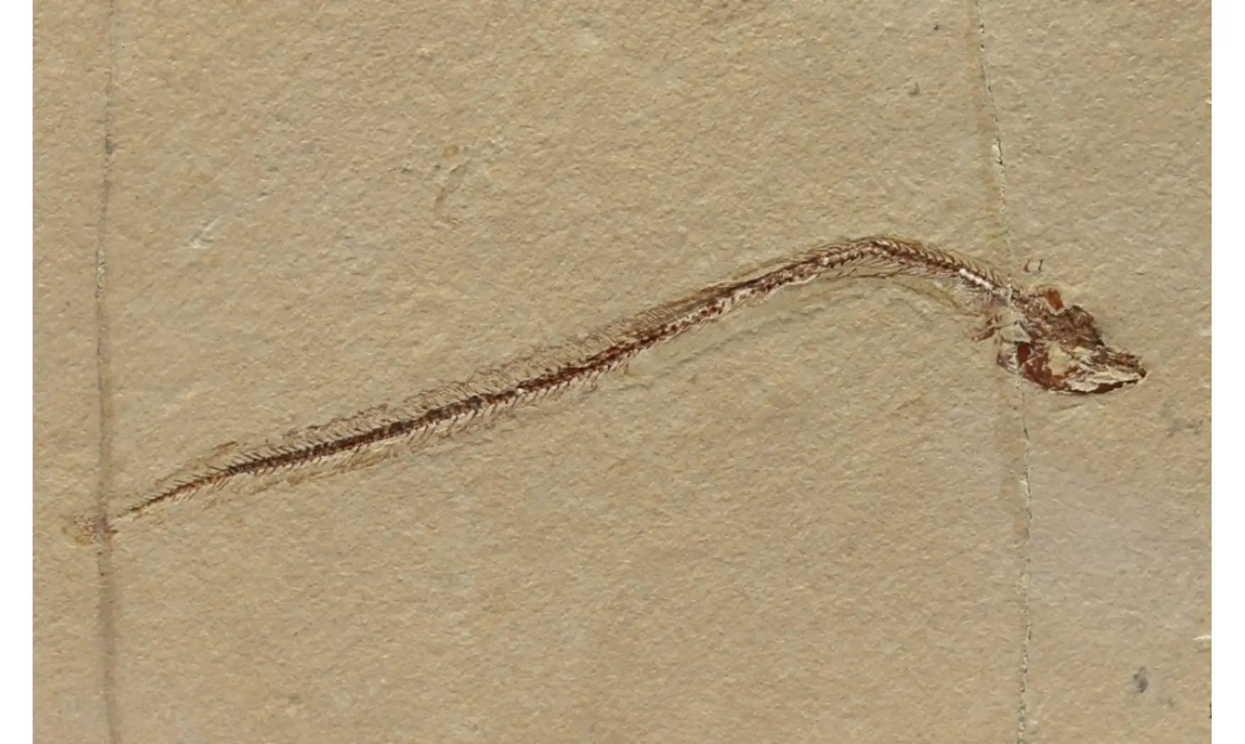 Anguillavus quadripinnis