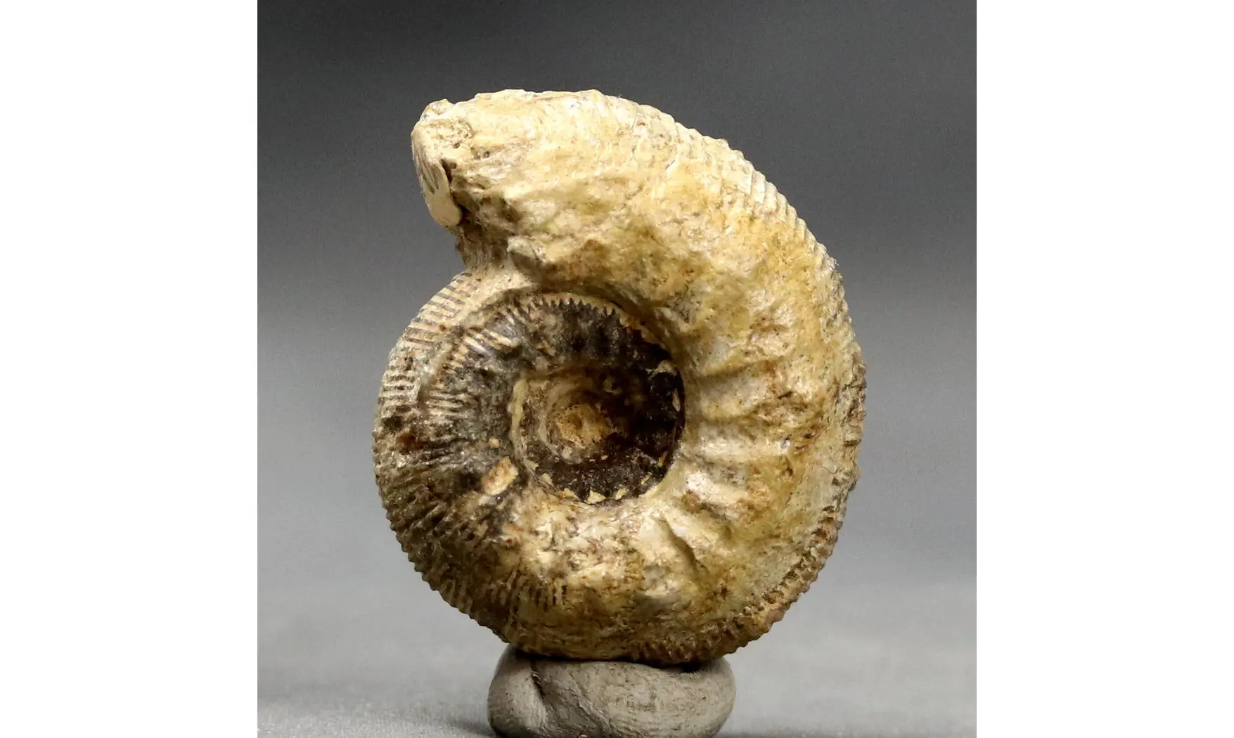 Cadomites rectelobatus,(Hauer 1857)