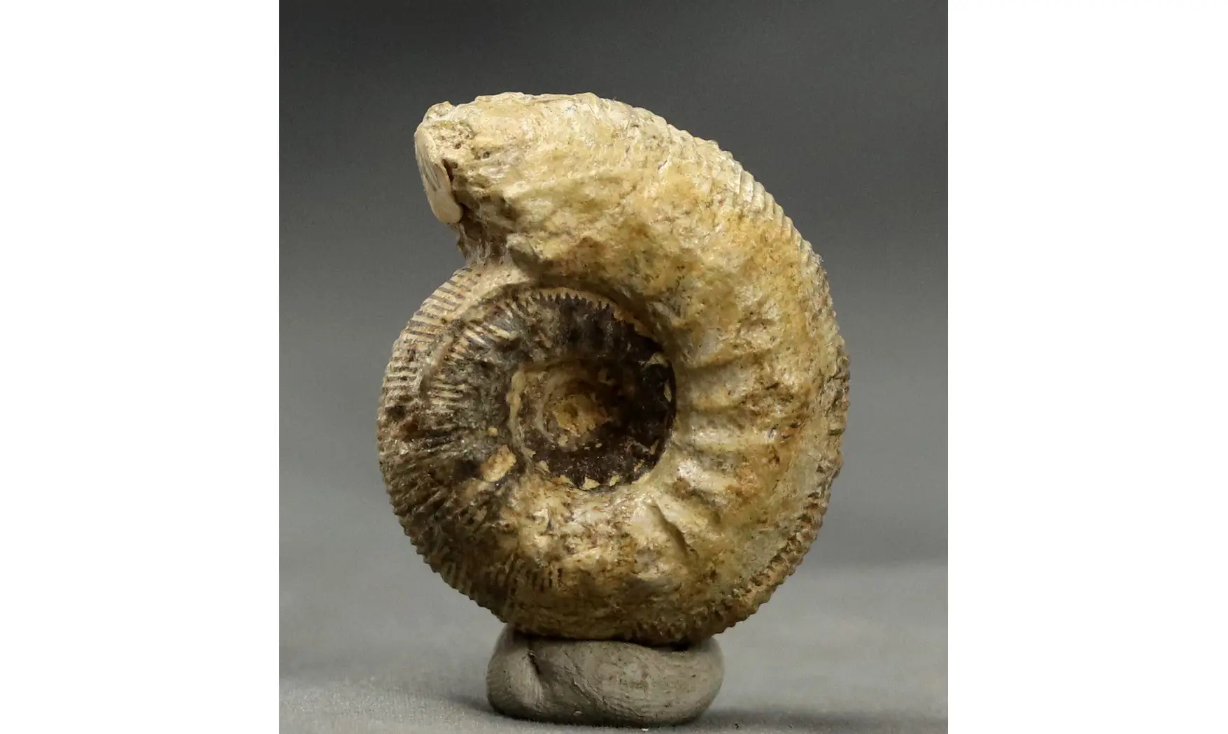 Cadomites rectelobatus,(Hauer 1857)