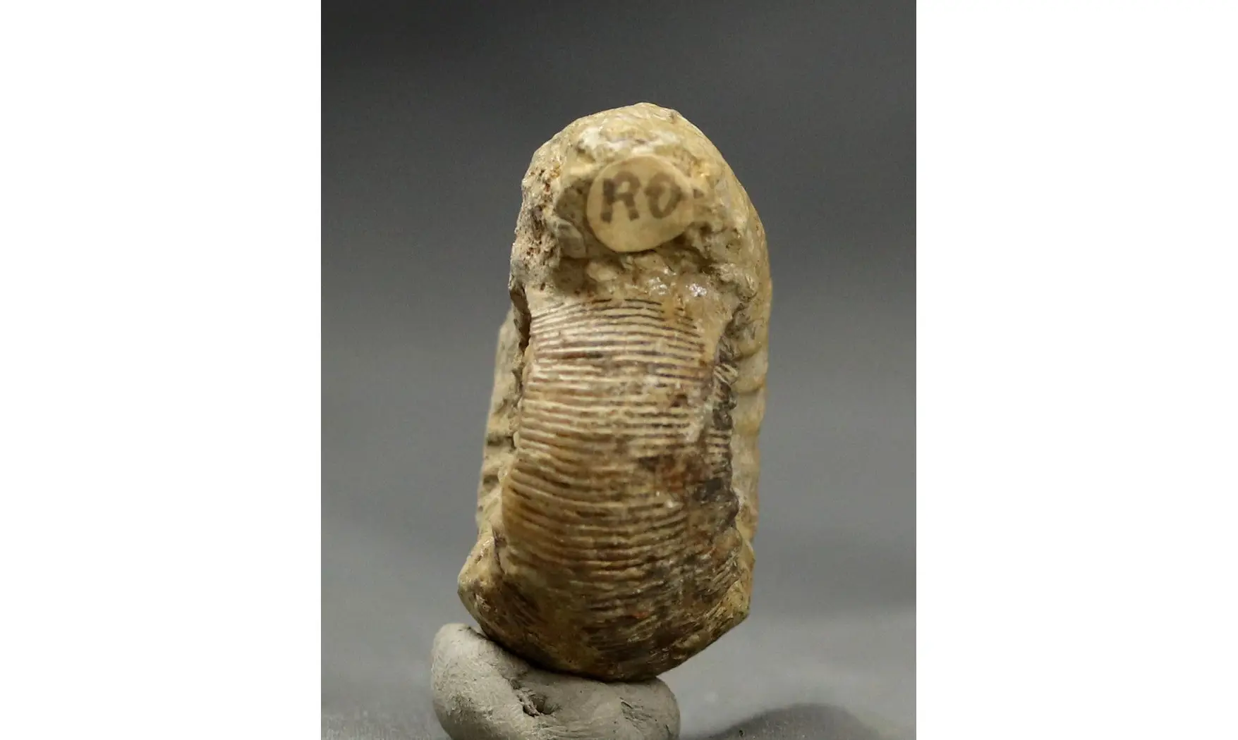 Cadomites rectelobatus,(Hauer 1857)