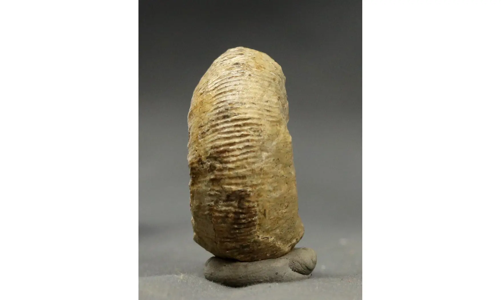 Cadomites rectelobatus,(Hauer 1857)