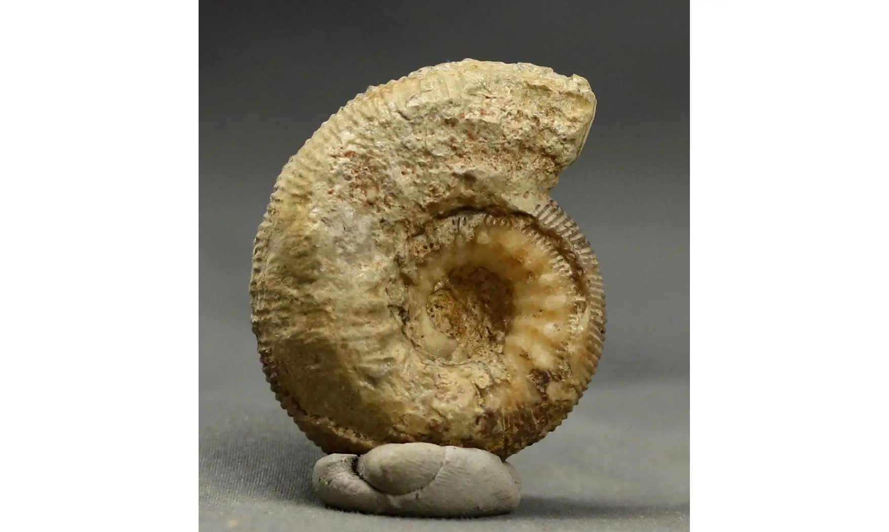 Cadomites rectelobatus,(Hauer 1857)