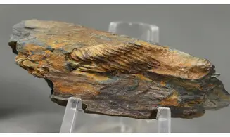 Neseuretus tristani