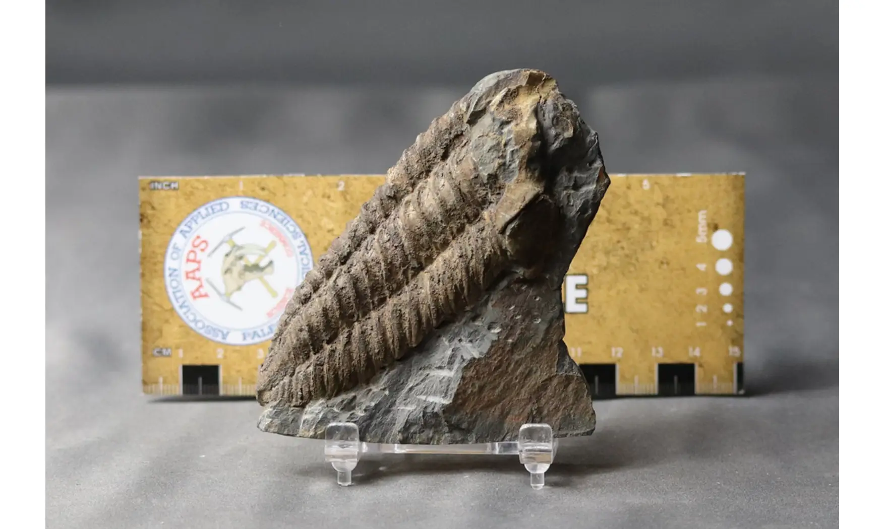Neseuretus tristani