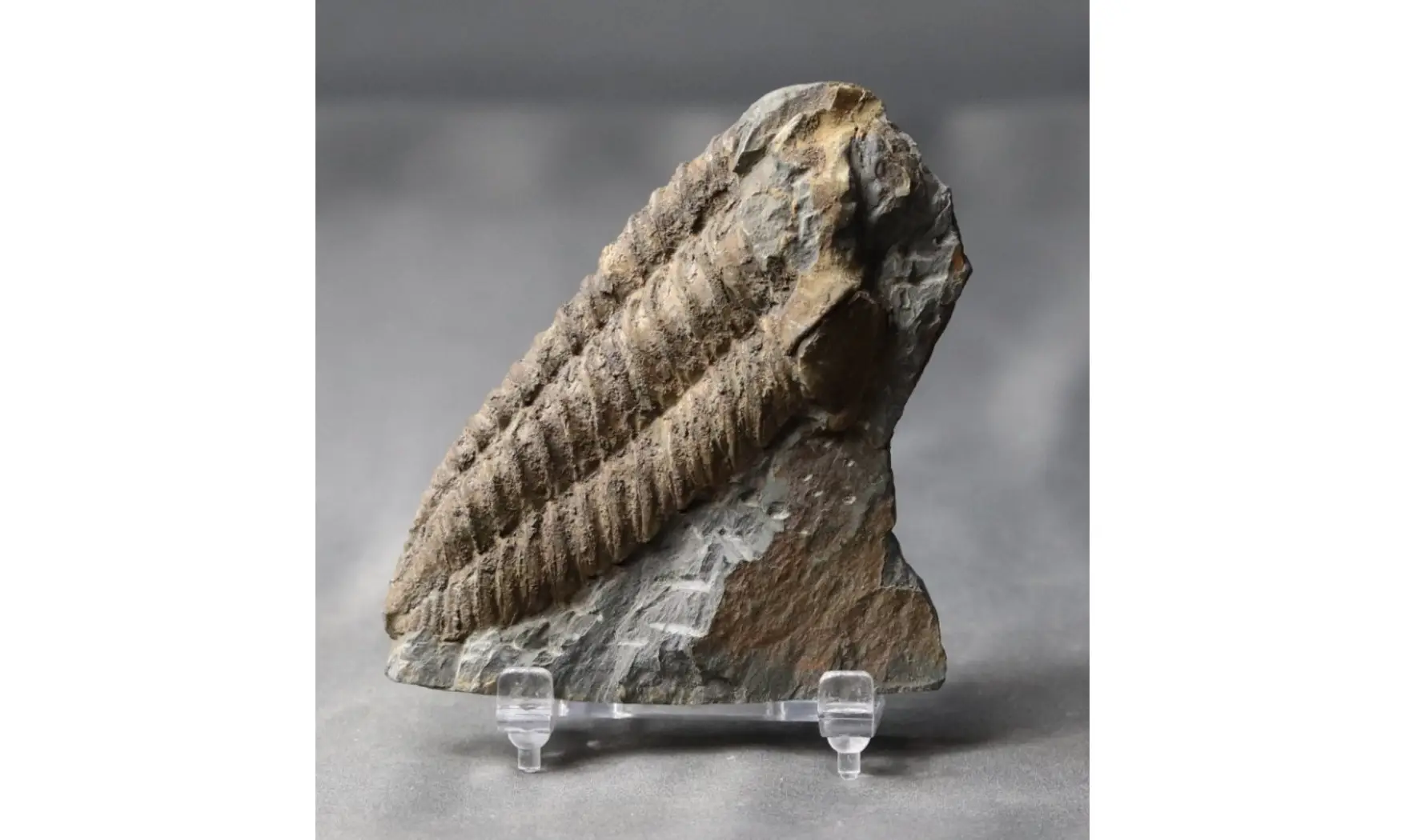 Neseuretus tristani