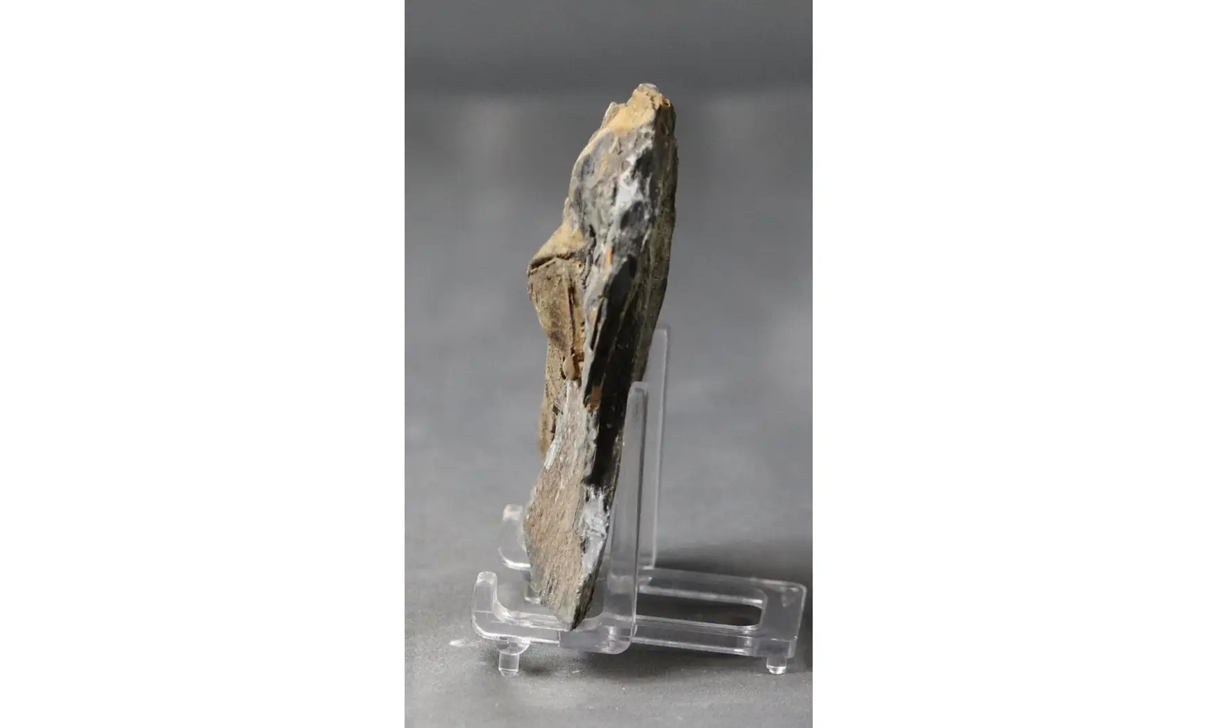 Neseuretus tristani