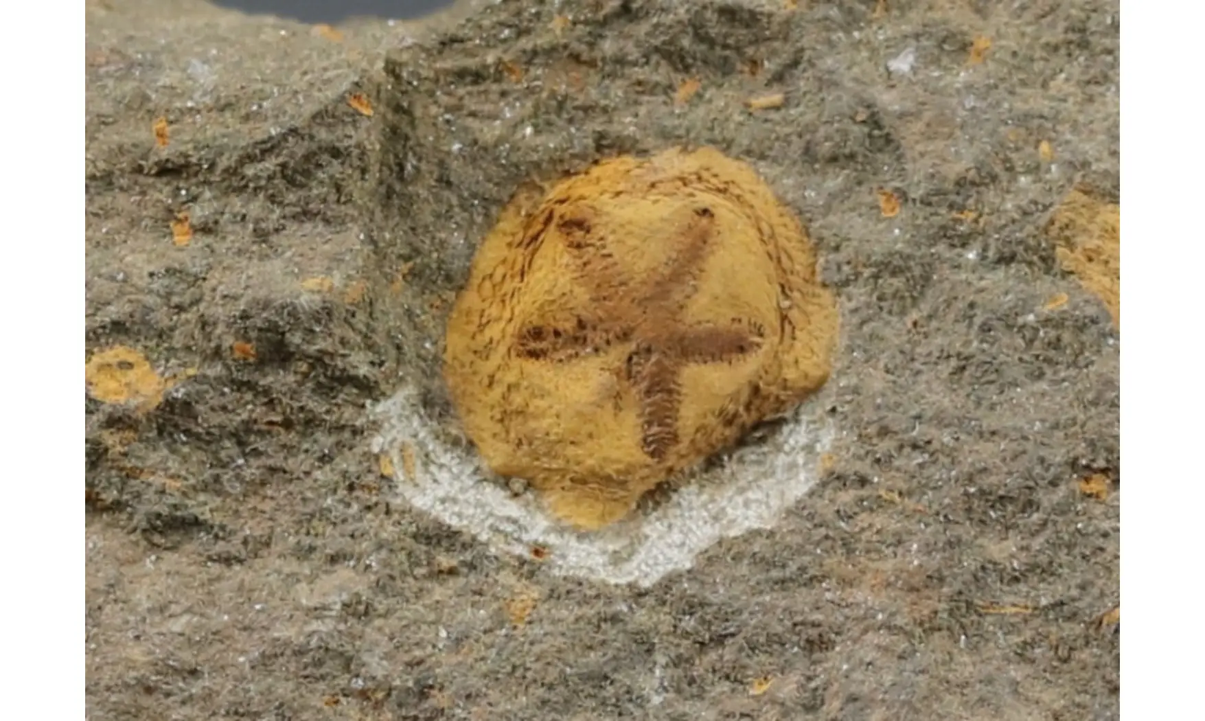 Isorophus africanus