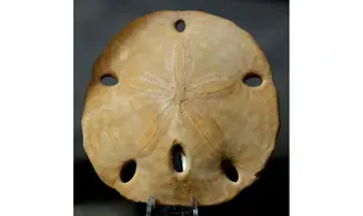 Encope californica