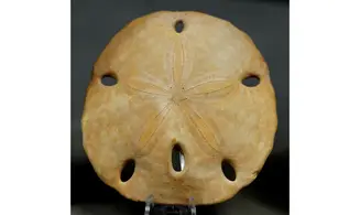 Encope californica