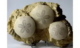 Parascutella producta