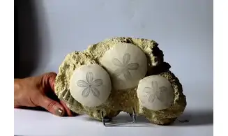 Parascutella producta