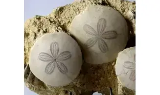 Parascutella producta