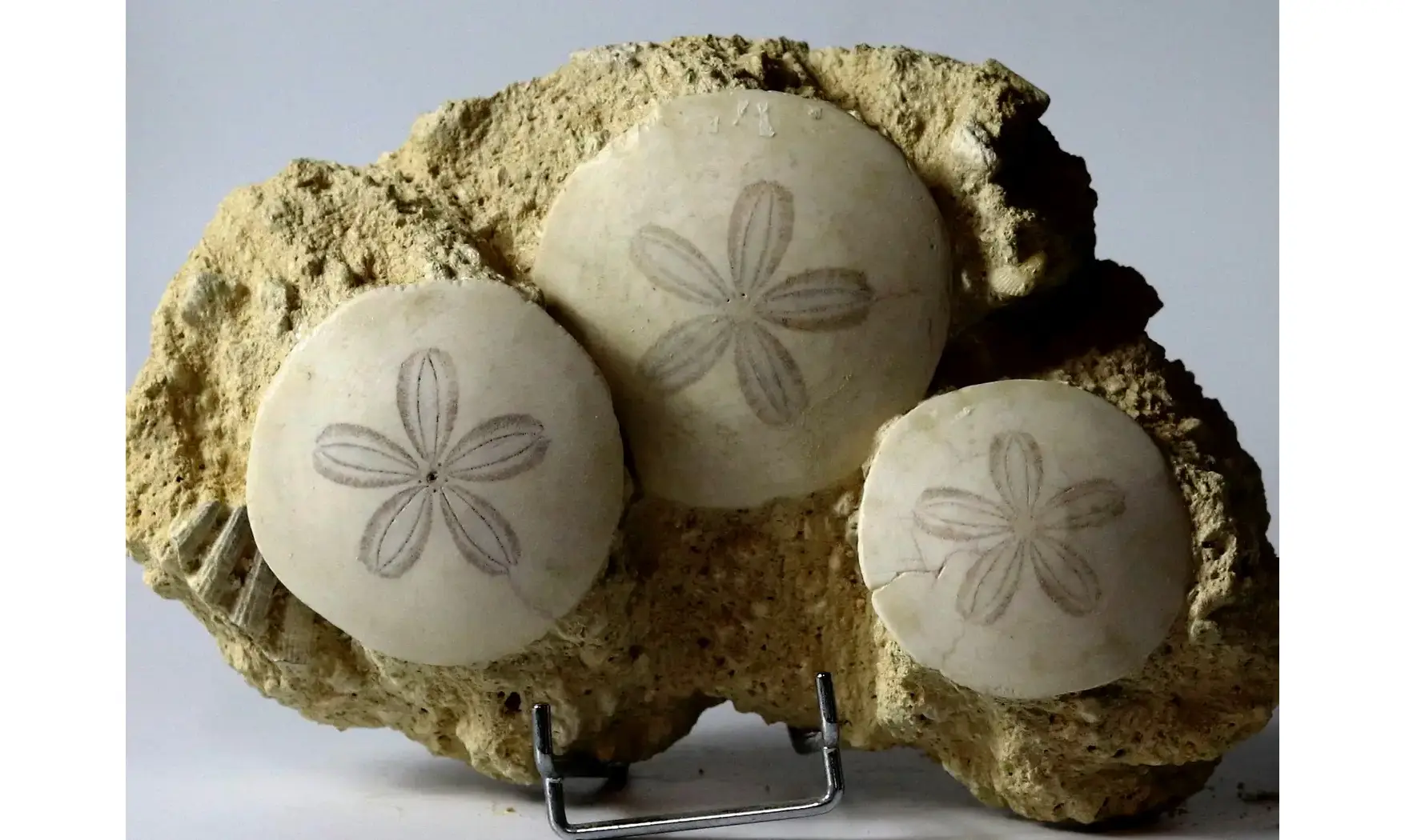 Parascutella producta