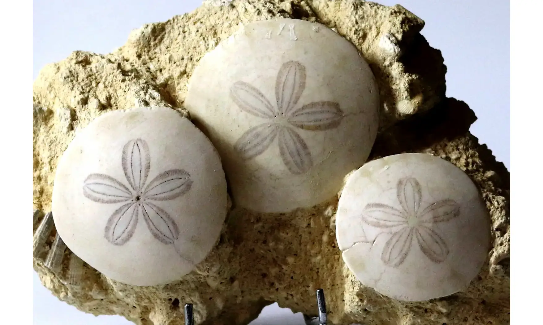 Parascutella producta