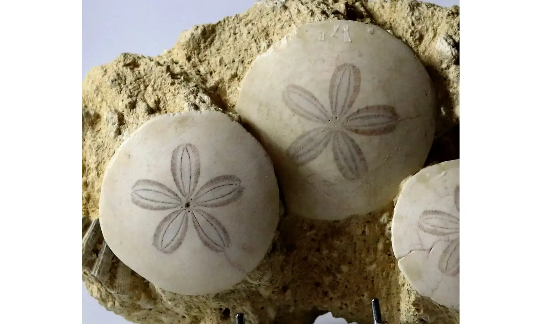Parascutella producta
