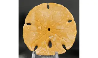 Encope californica