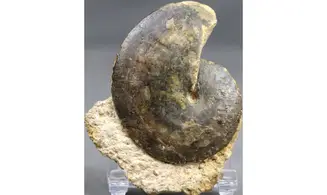 Oxycerites limosus