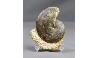 Oxycerites limosus