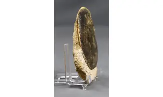 Oxycerites limosus