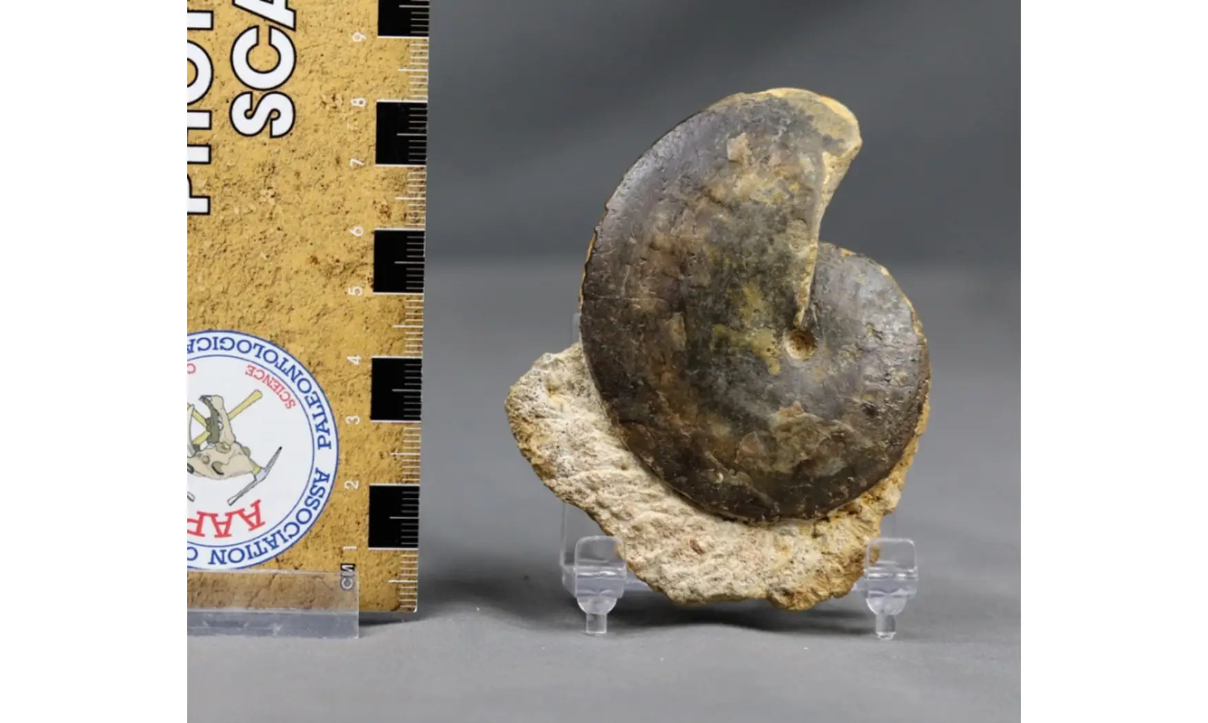 Oxycerites limosus