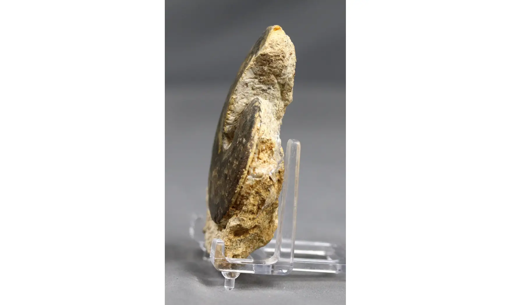Oxycerites limosus