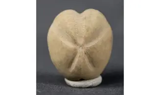 Mecaster cubitus