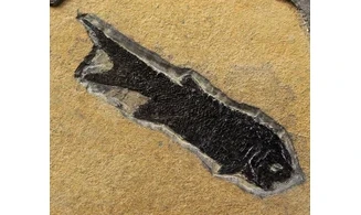 Paramblypterus duvernoyi