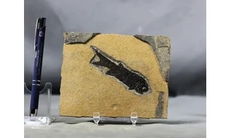 Paramblypterus duvernoyi
