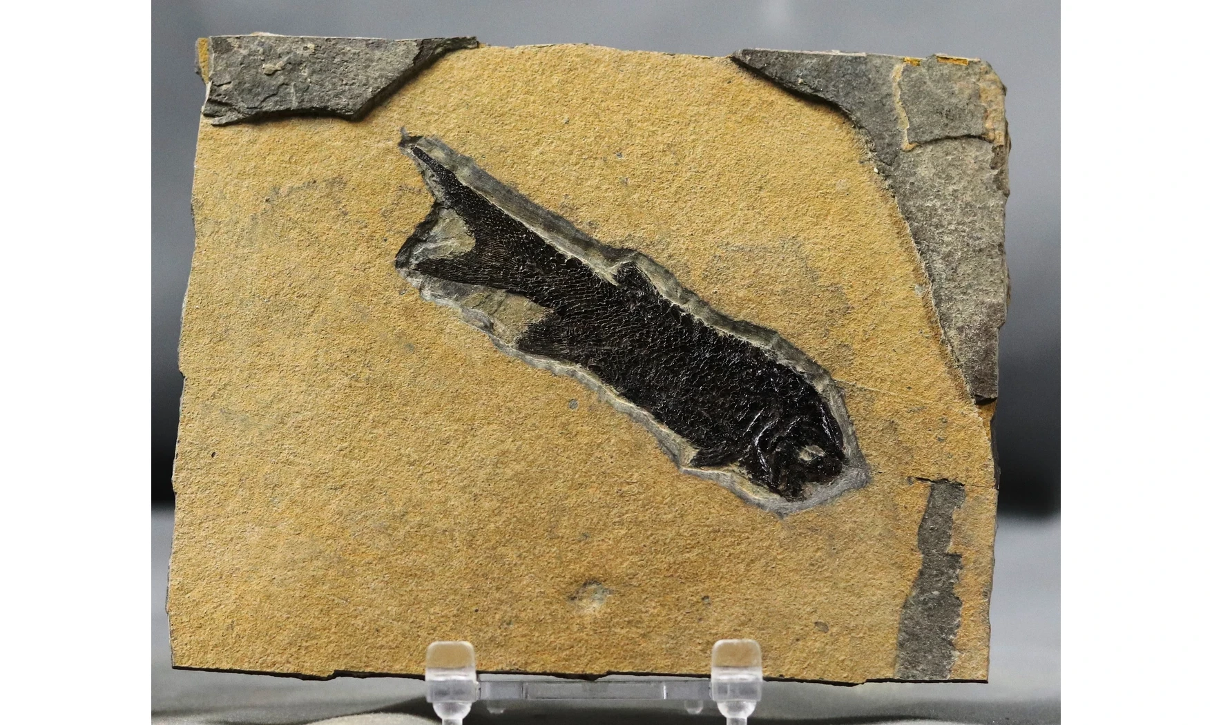 Paramblypterus duvernoyi