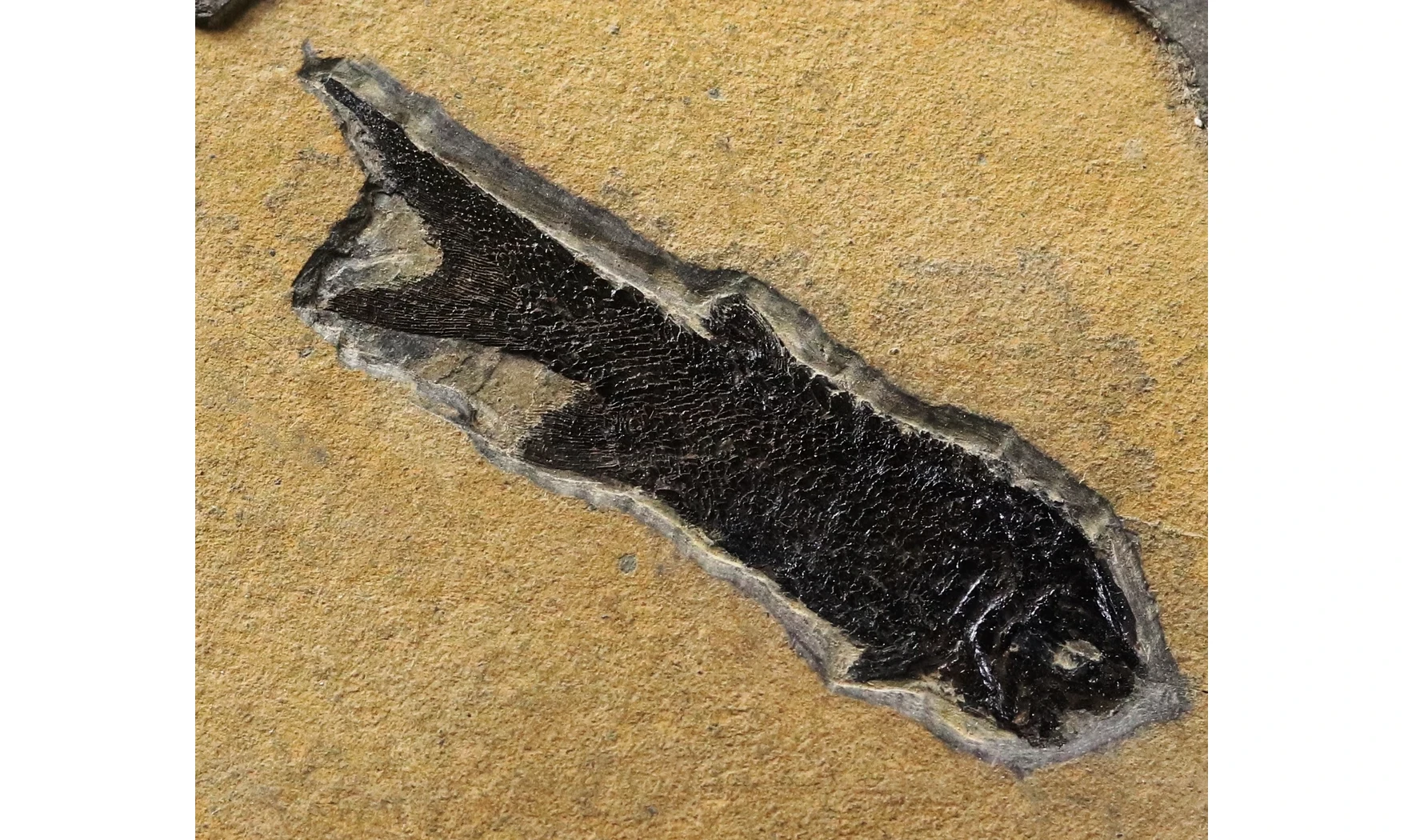 Paramblypterus duvernoyi