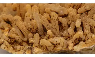 Aragonite
