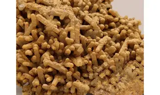 Aragonite