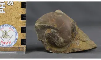 Acrimeroceras falcisulcatum