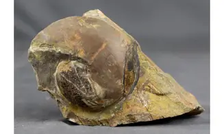 Acrimeroceras falcisulcatum