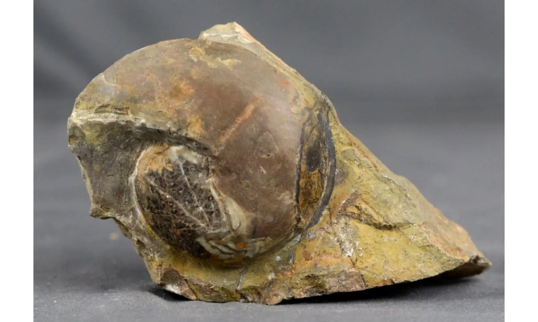 Acrimeroceras falcisulcatum