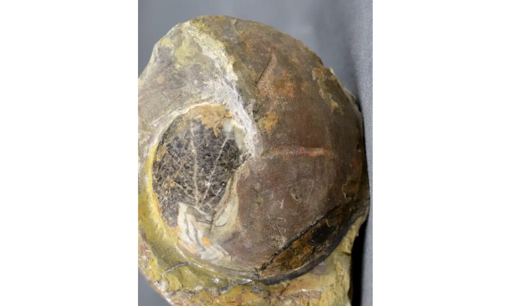 Acrimeroceras falcisulcatum