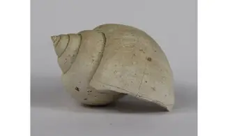 Ampullina Barytata