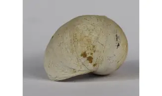 Ampullina Barytata