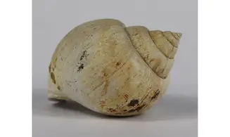 Ampullina Barytata